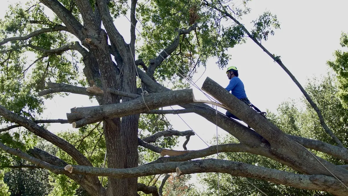 Professional Crown Thinning performed by certified arborists in Hitterdal